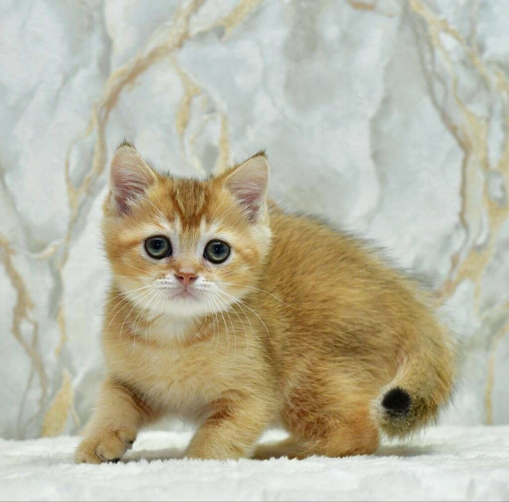Moris – Male
