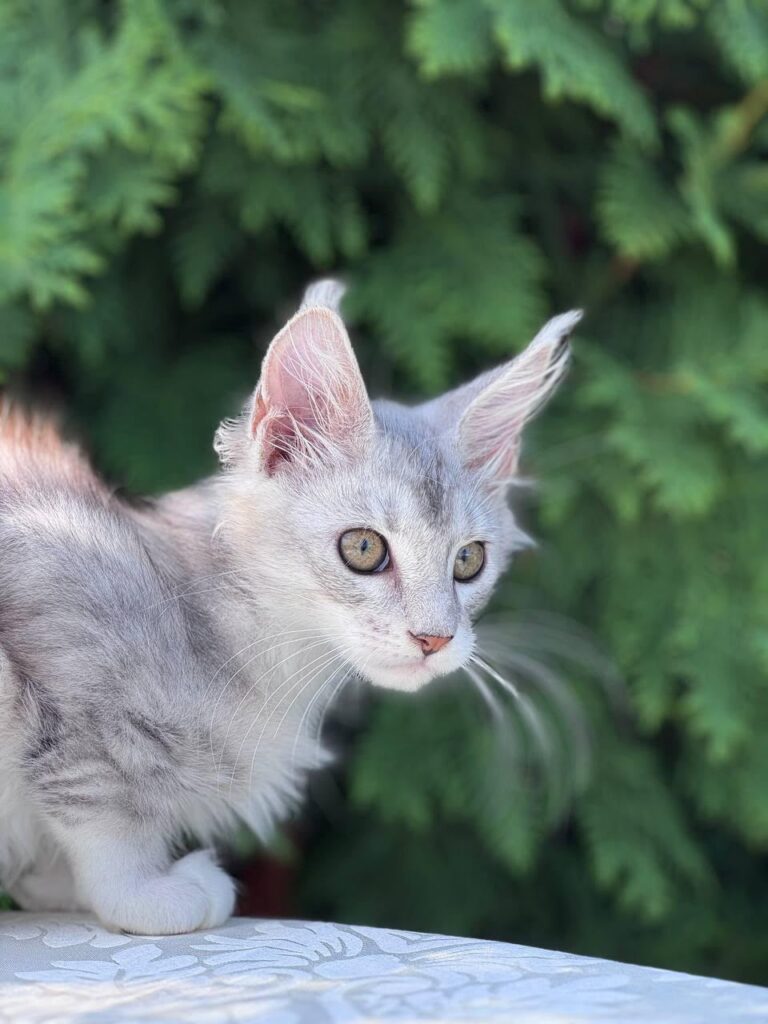 Sterling – Male