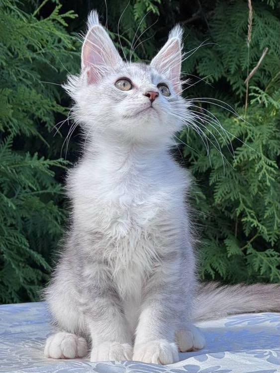 Sterling – Male