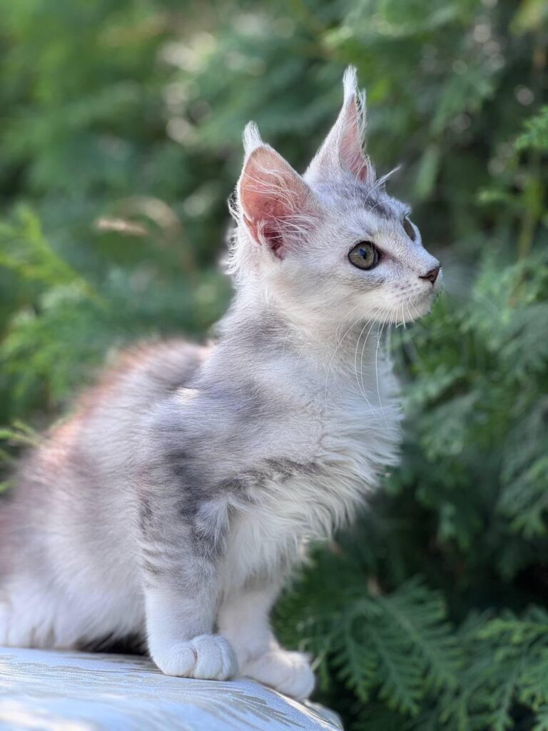Sterling – Male