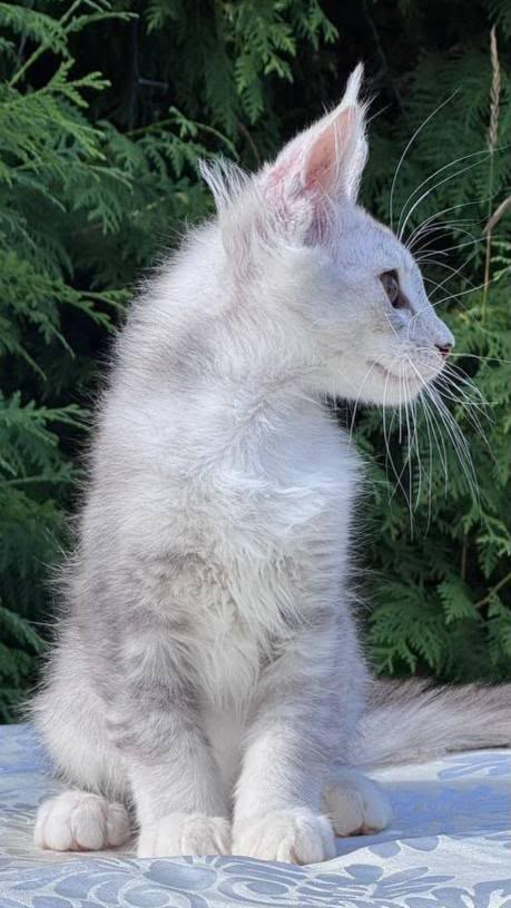 Sterling – Male