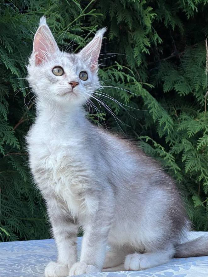 Sterling – Male