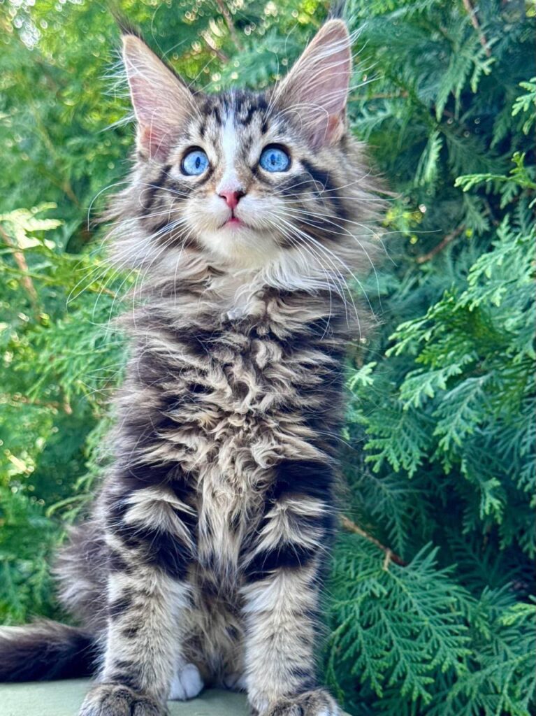 Saphira – Female