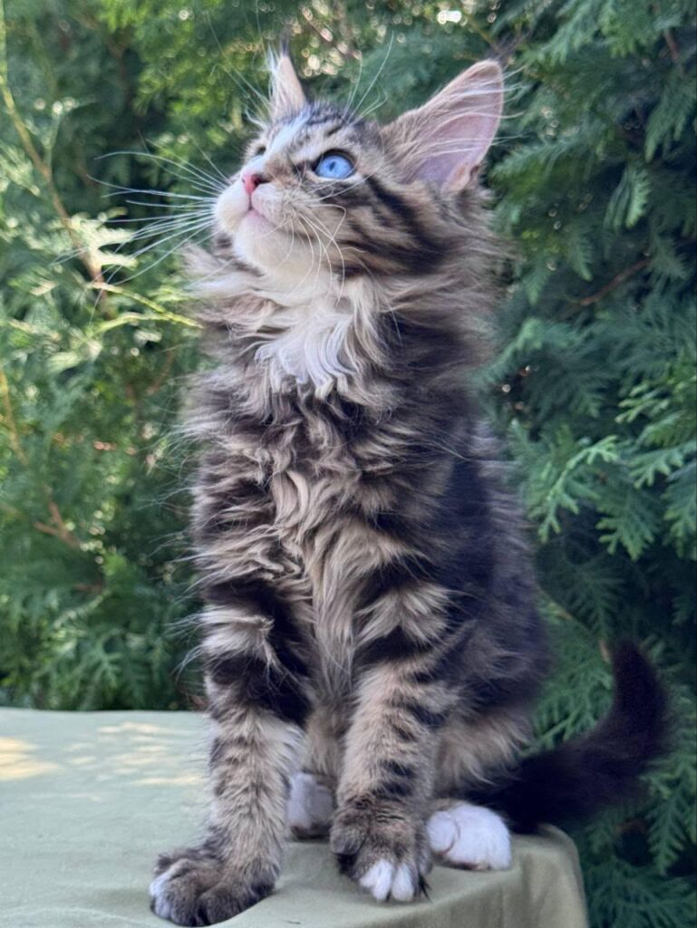 Saphira – Female