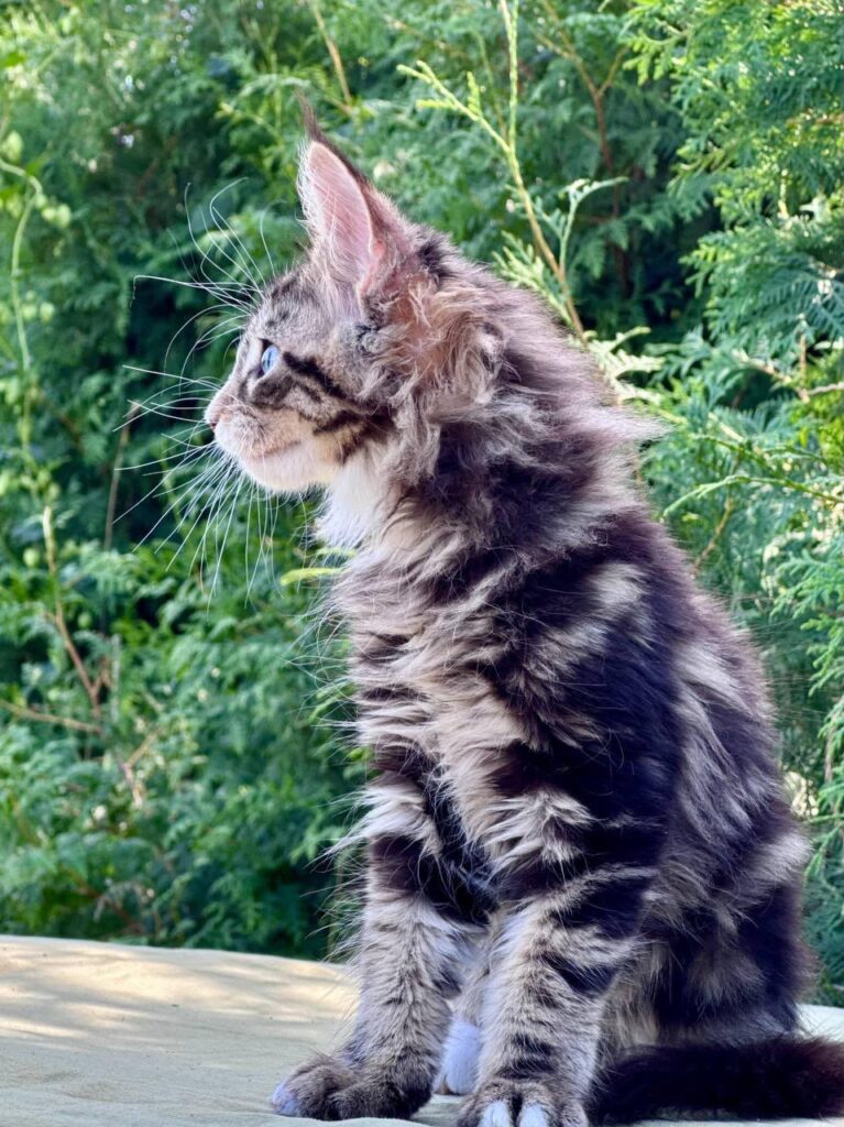 Saphira – Female