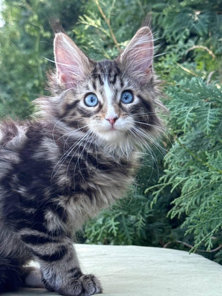 Saphira – Female