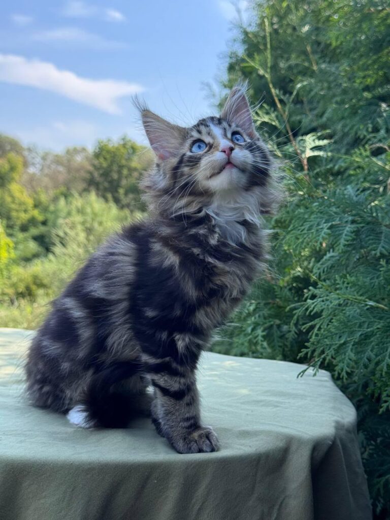 Saphira – Female