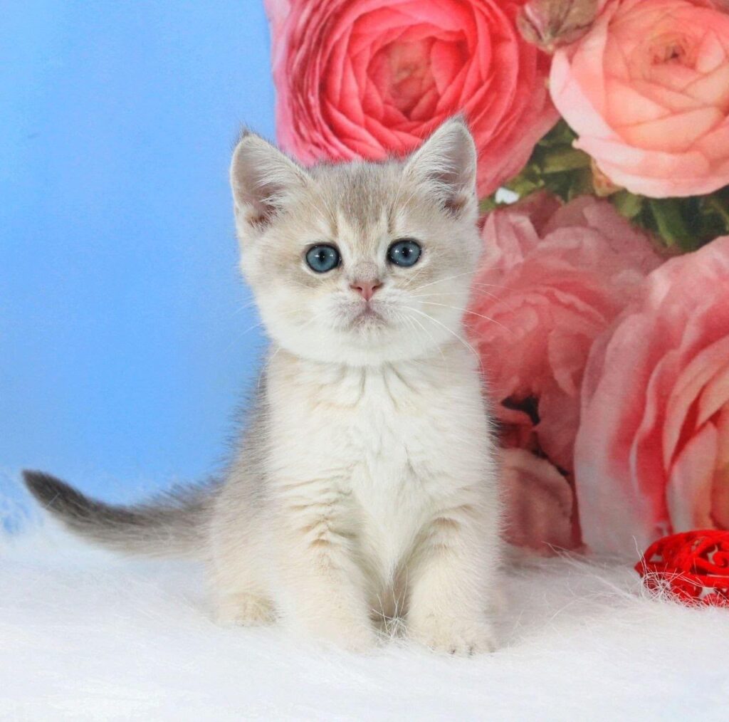 Timi – Male
