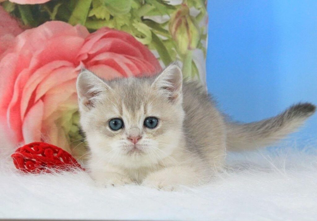 Timi – Male