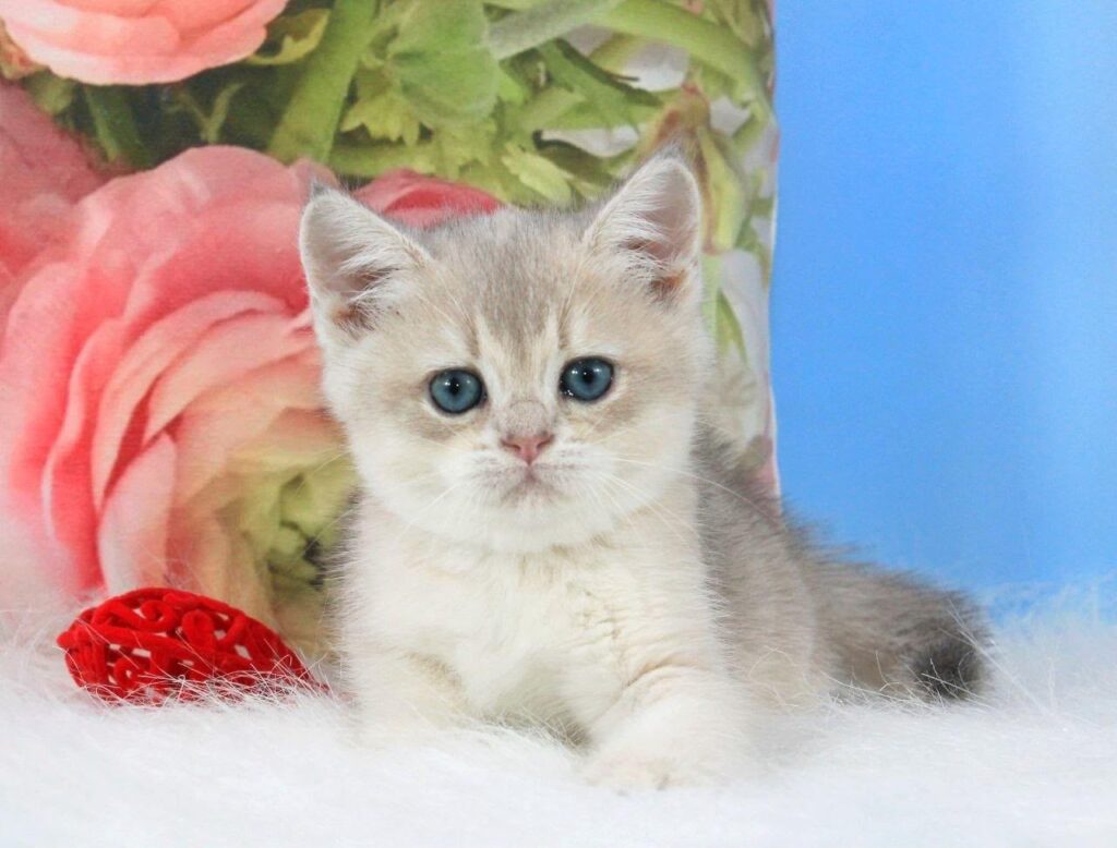 Timi – Male
