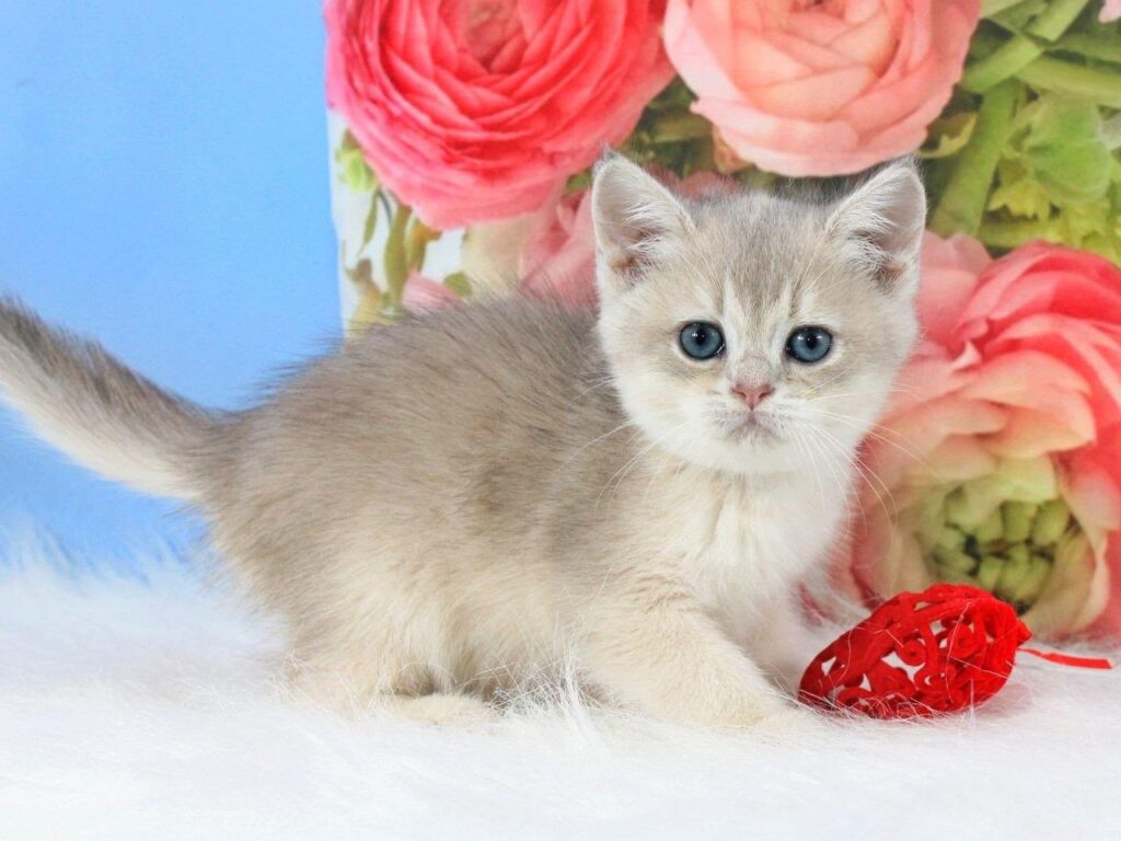 Timi – Male