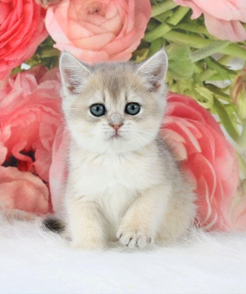 Tosha – Male