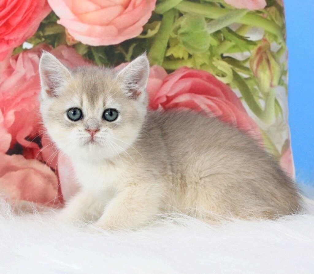 Tosha – Male