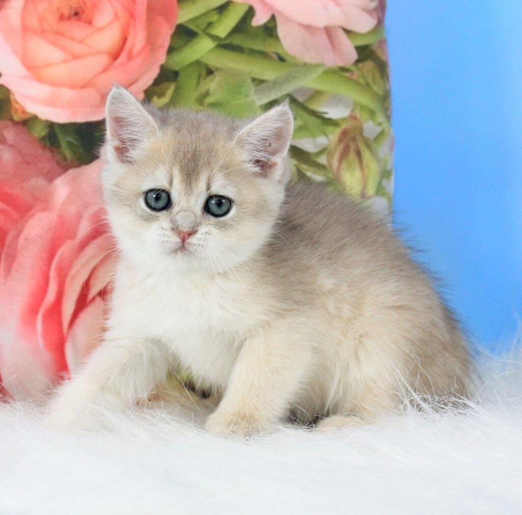 Tosha – Male