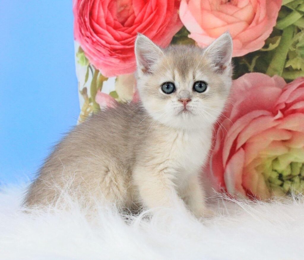 Tosha – Male
