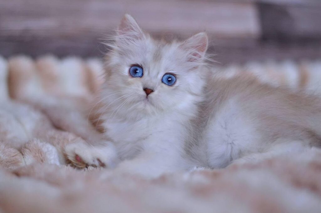 Harley – Male