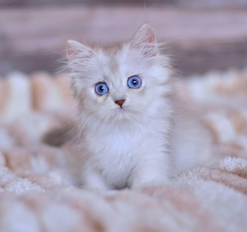 Harley – Male