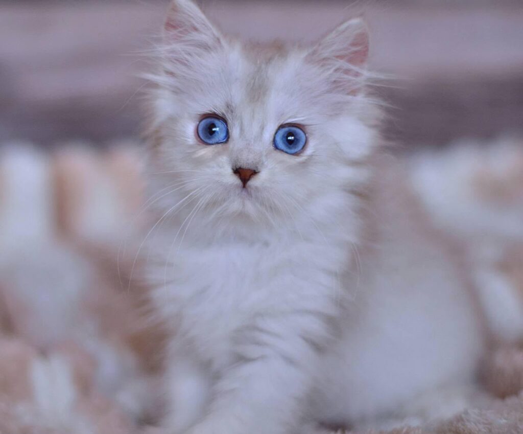 Harley – Male