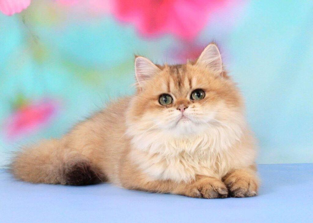 Romeo – Male