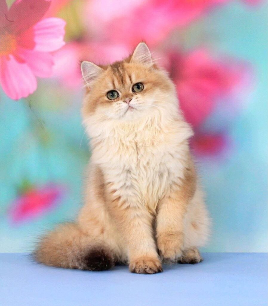 Romeo – Male