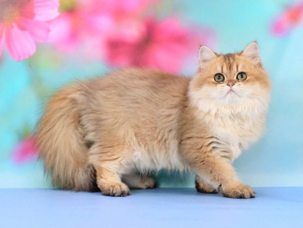 Romeo – Male
