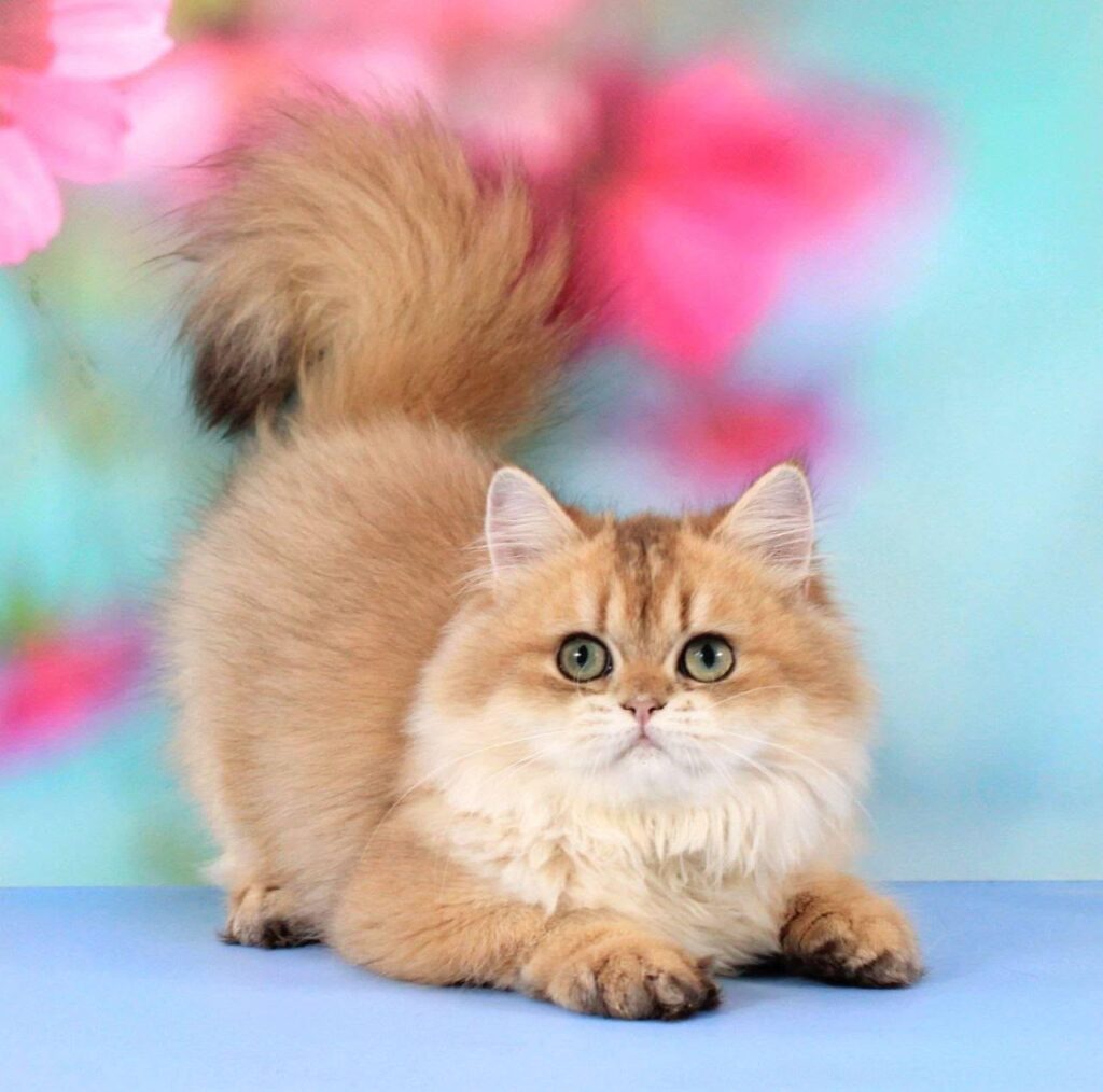 Romeo – Male