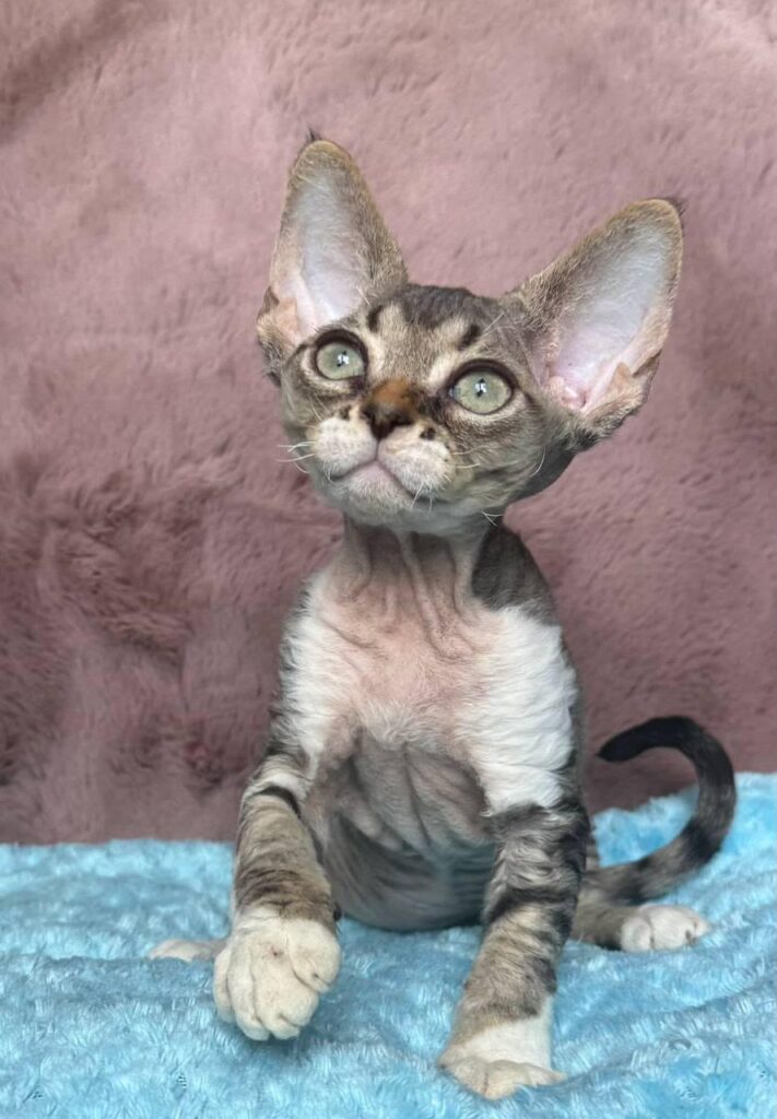 Xenon – Male