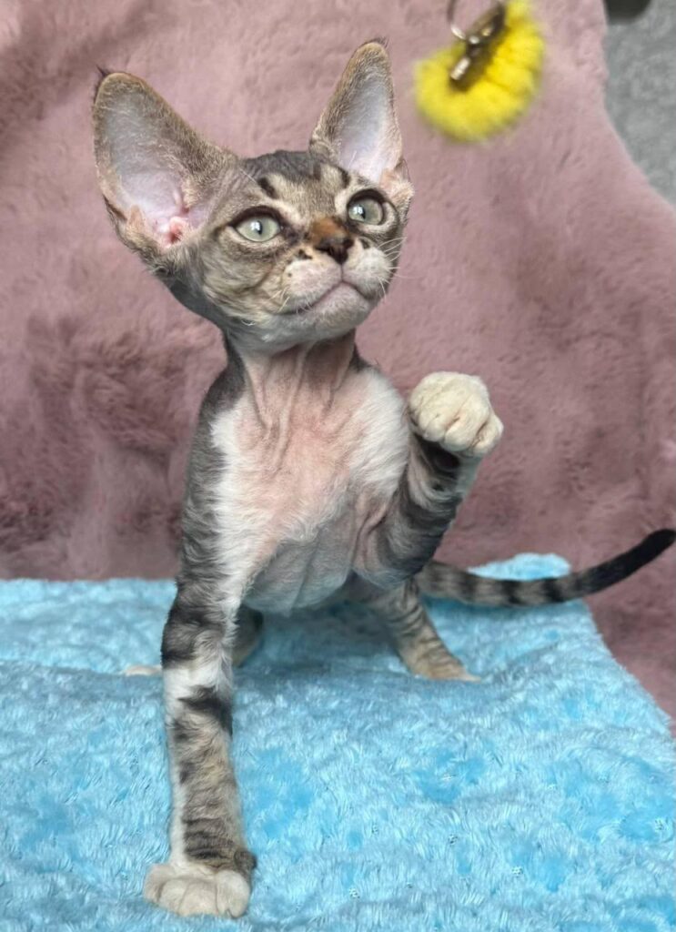Xenon – Male