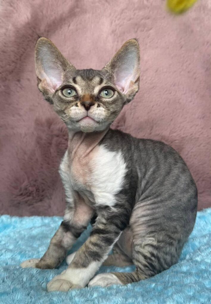 Xenon – Male