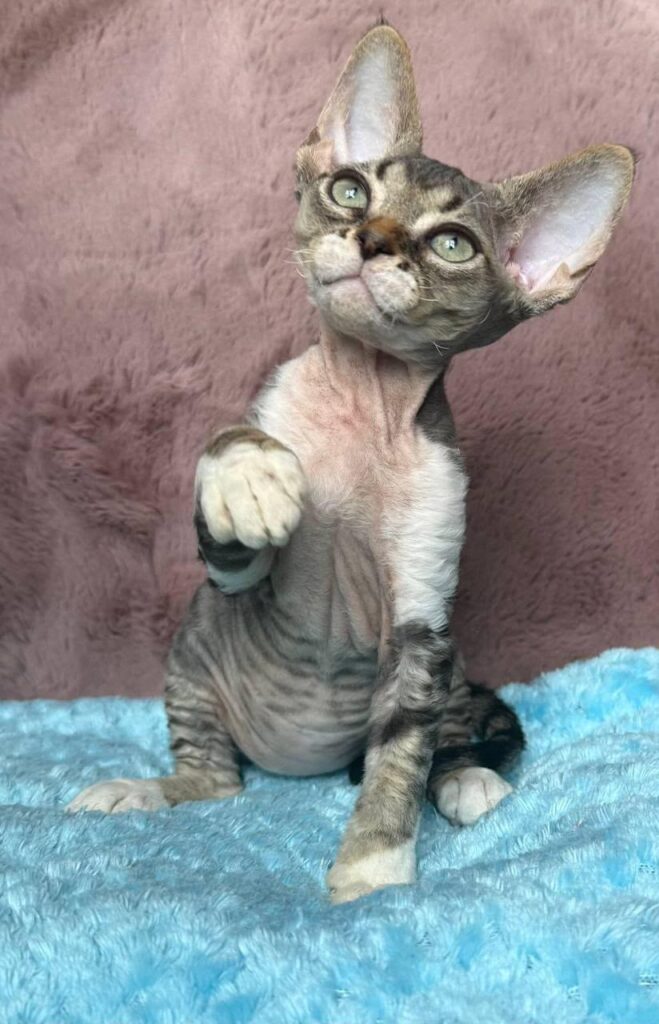 Xenon – Male