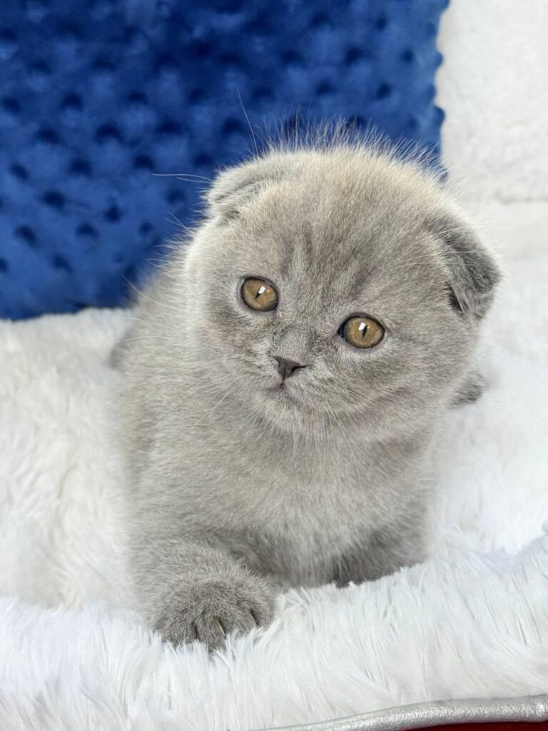Watson – Male