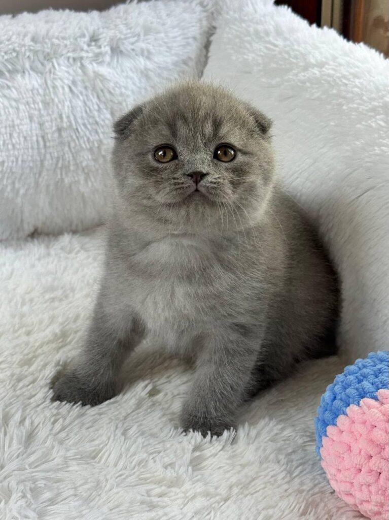 Watson – Male