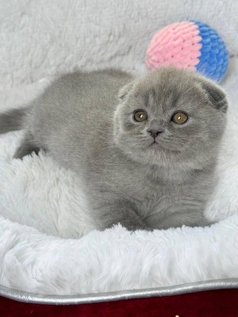 Watson – Male