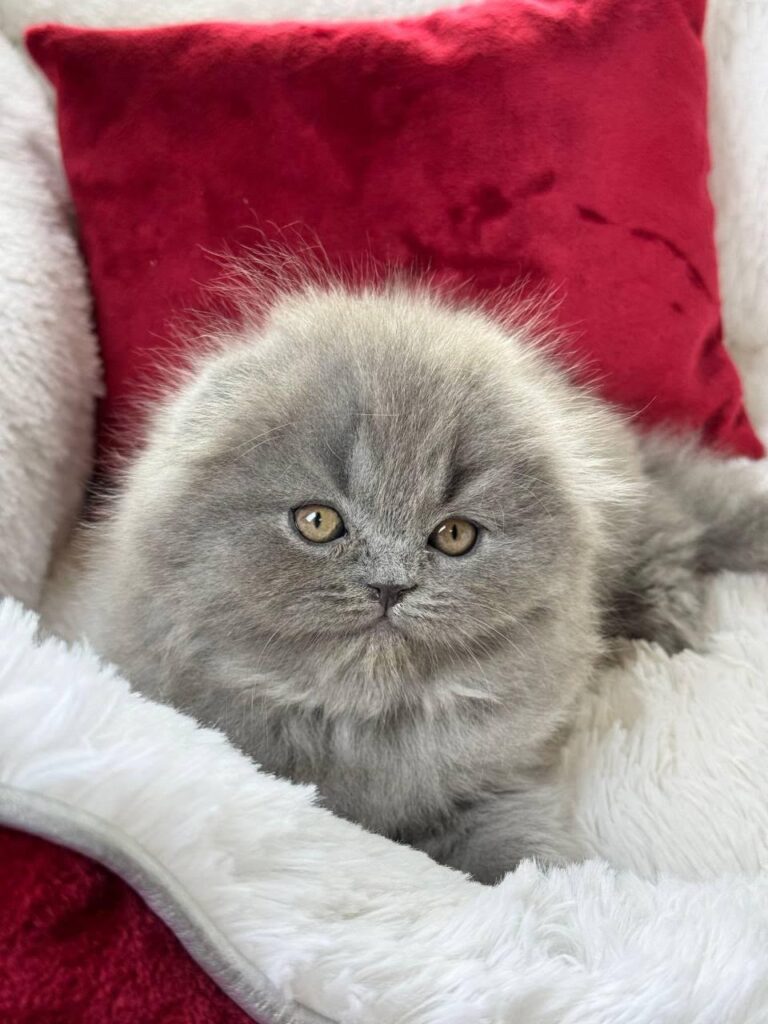 Wally – Male
