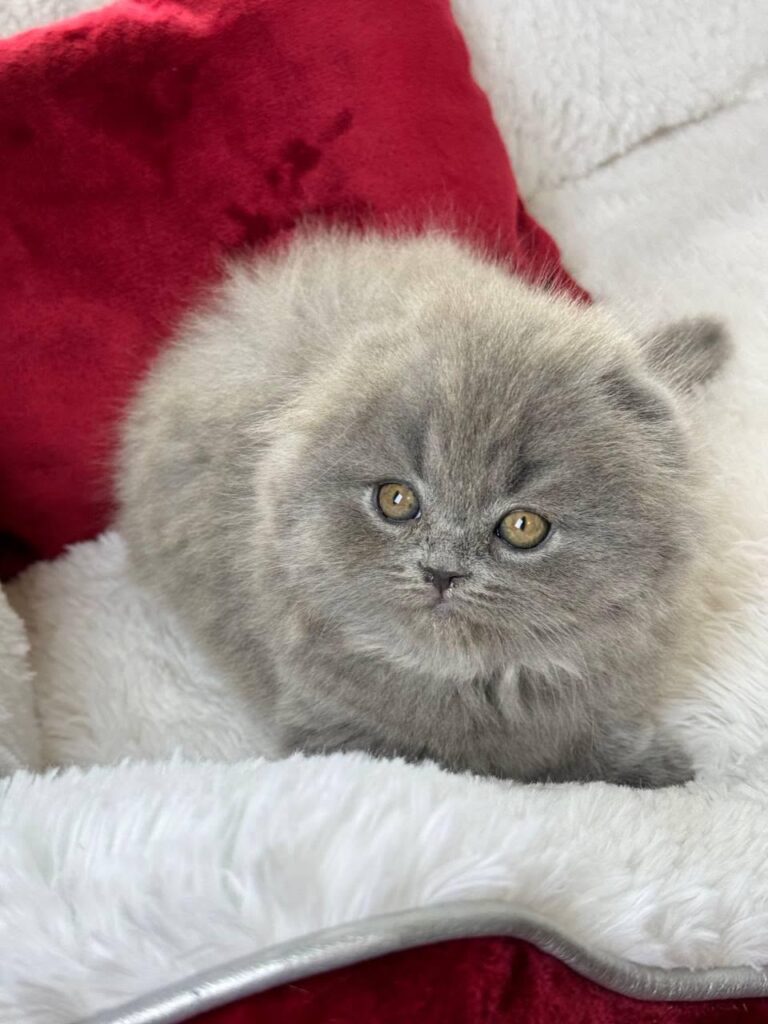 Wally – Male