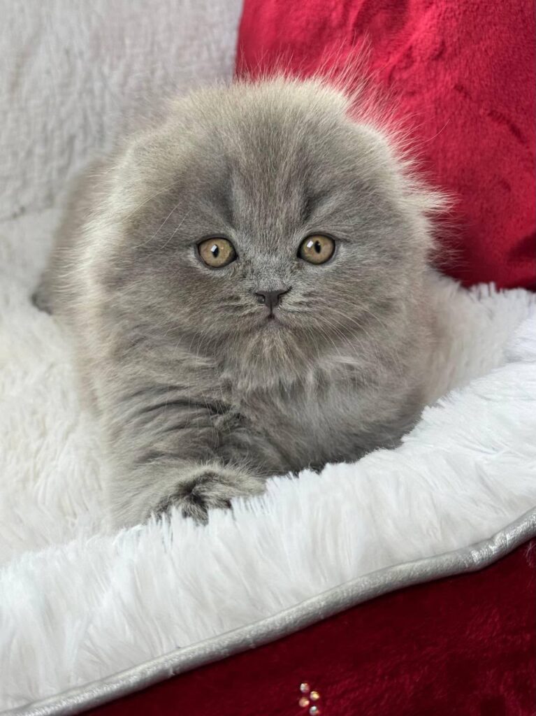 Wally – Male