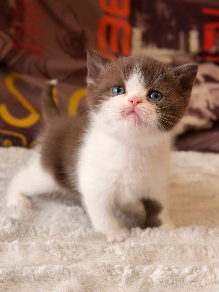 Ace – Male