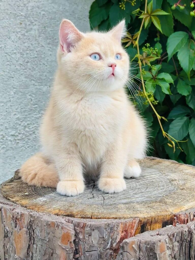 Elian – Male