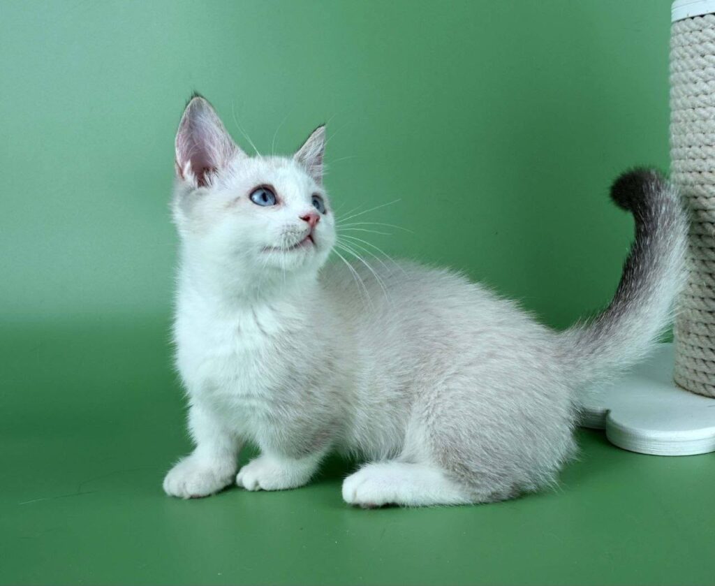 Hugo – Male