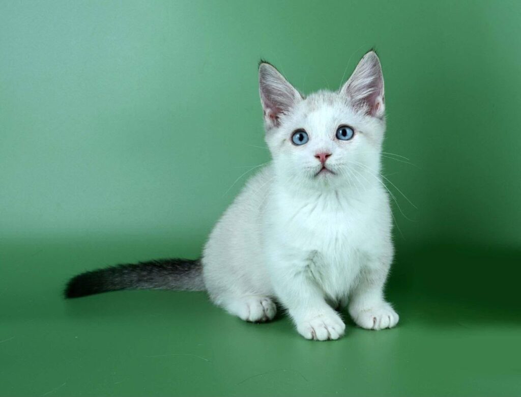 Hugo – Male