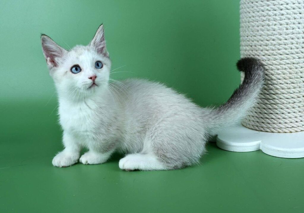 Hugo – Male