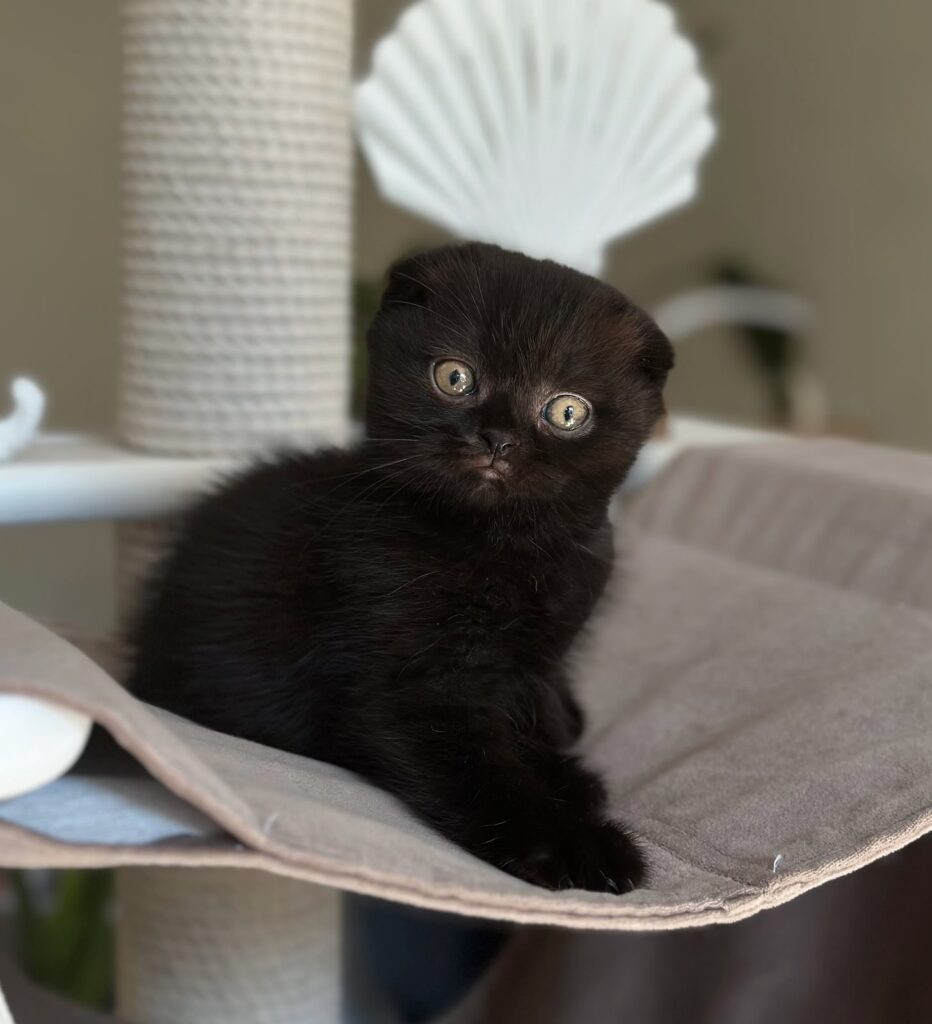 Noan – Male