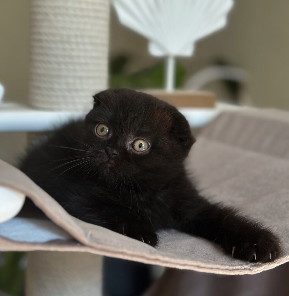Noan – Male