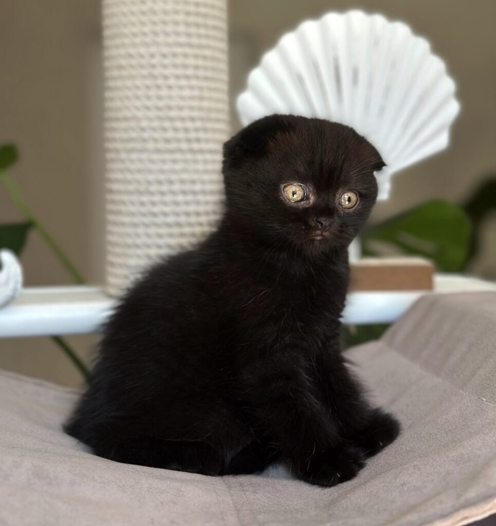 Noan – Male