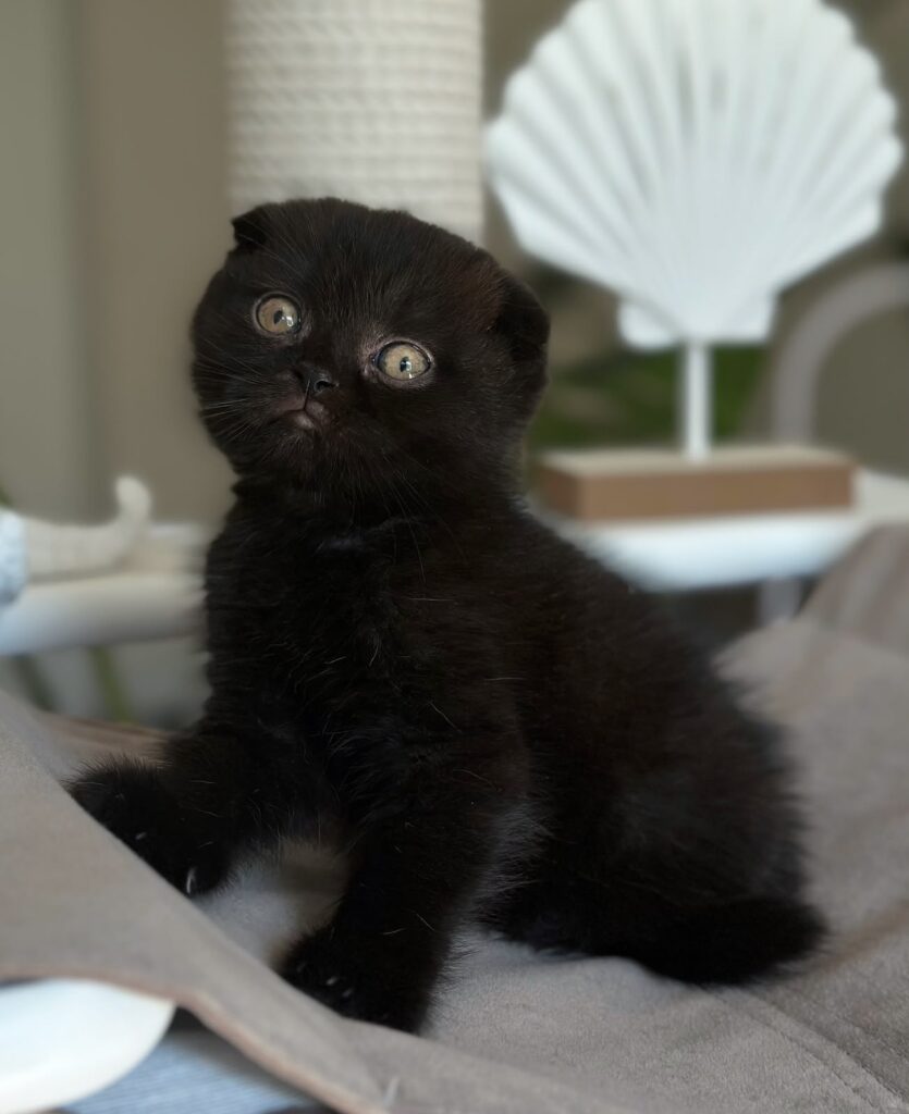 Noan – Male