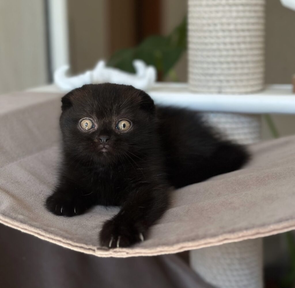 Noan – Male