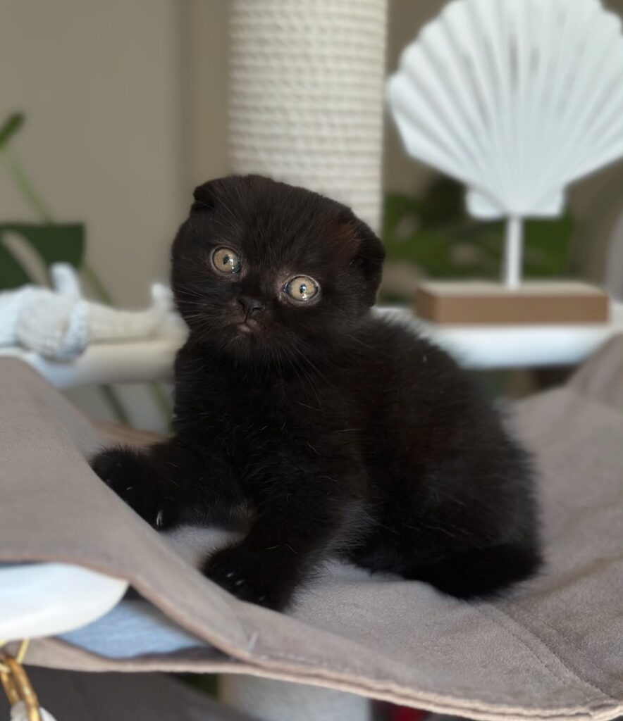 Noan – Male