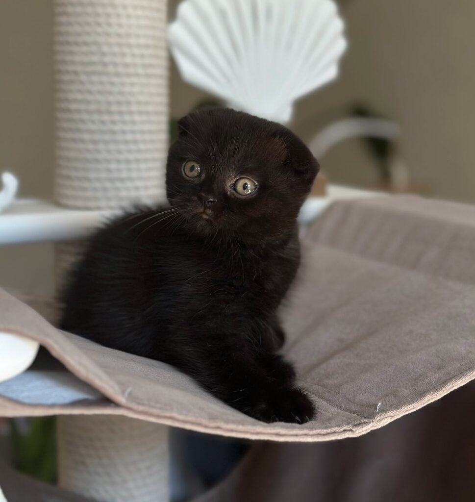 Noan – Male