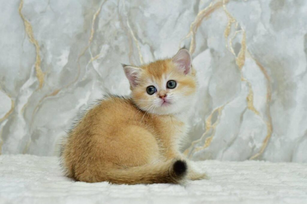 Milka – Female