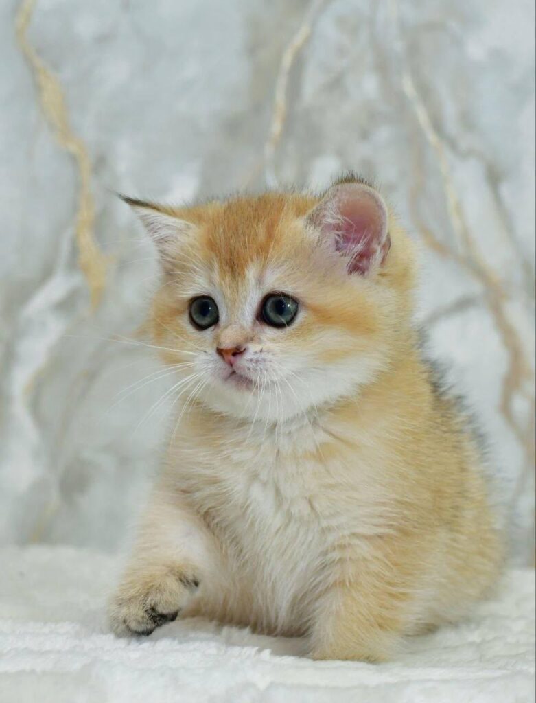 Milka – Female